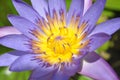 PURPLE WATER LILY