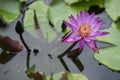 Purple water lily. Royalty Free Stock Photo