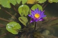 Purple water lily in pond. Royalty Free Stock Photo