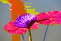 Purple water lily and stem with leaves and red and yellow reflections, horizontal Royalty Free Stock Photo