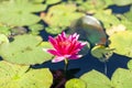 Purple water lily with strong flower crown and beautiful colour