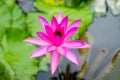 Purple water lily surrounded by leaves on surface of the pond. Close up of beautiful lotus flower. Flower background. Spa concept Royalty Free Stock Photo