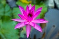 Purple water lily surrounded by leaves on surface of the pond. Close up of beautiful lotus flower. Flower background. Spa concept Royalty Free Stock Photo