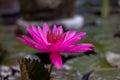 Purple water lily surrounded by leaves on surface of the pond. Close up of beautiful lotus flower. Flower background. Spa concept Royalty Free Stock Photo