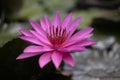 Purple water lily surrounded by leaves on surface of the pond. Close up of beautiful lotus flower. Flower background. Spa concept Royalty Free Stock Photo