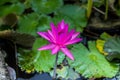 Purple water lily surrounded by leaves on surface of the pond. Close up of beautiful lotus flower. Flower background. Spa concept Royalty Free Stock Photo