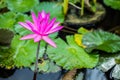 Purple water lily surrounded by leaves on surface of the pond. Close up of beautiful lotus flower. Flower background. Spa concept Royalty Free Stock Photo