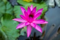 Purple water lily surrounded by leaves on surface of the pond. Close up of beautiful lotus flower. Flower background. Spa concept Royalty Free Stock Photo
