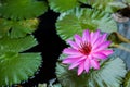 Purple water lily surrounded by leaves on surface of the pond. Close up of beautiful lotus flower. Flower background. Spa concept Royalty Free Stock Photo