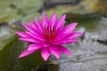 Purple water lily surrounded by leaves on surface of the pond. Close up of beautiful lotus flower. Flower background. Spa concept Royalty Free Stock Photo