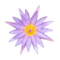 Purple water lily top view on white background Royalty Free Stock Photo