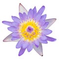 Purple water lily top view on white background Royalty Free Stock Photo