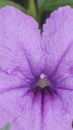 Purple waterkanon flower texture closeup Royalty Free Stock Photo