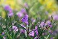 Purple Waterkanon flowers blooming in the garden