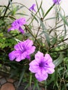 Delicate purple flowers, waterkanon