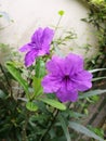 Purple waterkanon flowers