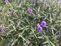 Purple Waterkanon or Popping Pod, in tropical garden - Ruellia tuberosa Linn.