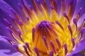Purple Waterlily Royalty Free Stock Photo