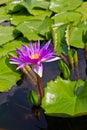 Purple waterlily