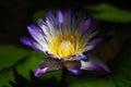 purple waterlily with beautiful yellow pollen inside Royalty Free Stock Photo