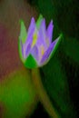 A blooming  beautiful waterlily   in summer time Royalty Free Stock Photo
