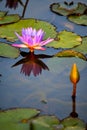 Purple waterlily floating on lake