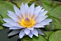 Purple Waterlily Flower