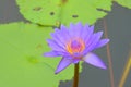 Purple Waterlily Flower