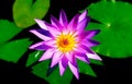 Purple Waterlily