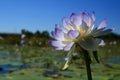 Purple waterlily in tropical wetland Royalty Free Stock Photo