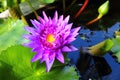 Purple waterlily