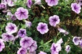 Purple wave petunia in garden Royalty Free Stock Photo