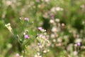 Purple weed flower