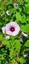 Purple weed flowers that bloom in the morning