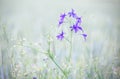 Purple weed flowers on a blurred background, lobelia . Royalty Free Stock Photo