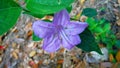 Purple weed petals blooming in the grass