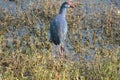 purple Western swamphen in the lake Royalty Free Stock Photo