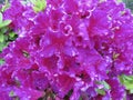 Purple Wet Azalea Flowers in the Garden in Spring Royalty Free Stock Photo
