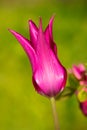 Purple wet tulip