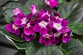 Purple and white african violet flowers between hairy leaves Royalty Free Stock Photo