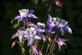 Purple and white aquilegia plant in full bloom