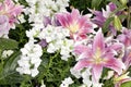 Purple and white Asiatic Lilies