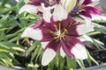 Purple and white Asiatic lilly