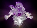 Abstract Illustration Bearded Iris Glowing