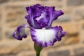 Purple and White Bearded Iris Flower Royalty Free Stock Photo