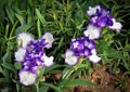 Purple and white bearded Iris flowers Royalty Free Stock Photo