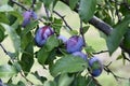 Italian Prune Plums Royalty Free Stock Photo