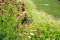 Purple and white boarder flowers side Royalty Free Stock Photo