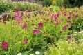 Purple and white boarder flowers Royalty Free Stock Photo