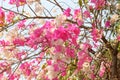 Purple White Bougainvillea Flower